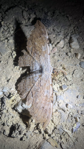 20240130T191003_2265