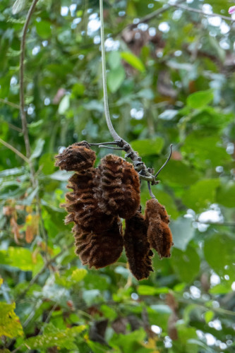 20240131T171303_2706